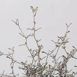 Zickzackstrauch, Topf-Ø 13 Cm, Höhe Ca. 25 Cm, 2er-Set -Bio Pflanzen Verkauf 0220108517 Corokia cotoneaster 3 117168