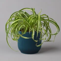 Grünlilie 'Bonnie' Mit Übertopf Vibes Blau, Topf-Ø 12 Cm, Höhe Ca. 25 Cm