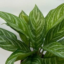 Aglaonema 'Stripes', Topf-Ø 17 Cm, Höhe Ca. 50 Cm -Bio Pflanzen Verkauf 0220108575 Aglaonema Stripes 17cmT H50cm 3 125657