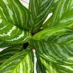 Aglaonema 'Stripes', Topf-Ø 17 Cm, Höhe Ca. 50 Cm -Bio Pflanzen Verkauf 0220108575 Aglaonema Stripes 17cmT H50cm 5 125660