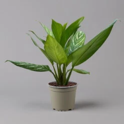 Aglaonema 'Stripes', Topf-Ø 17 Cm, Höhe Ca. 50 Cm -Bio Pflanzen Verkauf 0220108575 Aglaonema Stripes 17cmT H50cm f1 126179