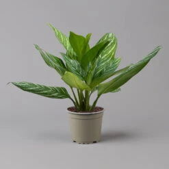 Aglaonema 'Stripes', Topf-Ø 17 Cm, Höhe Ca. 50 Cm -Bio Pflanzen Verkauf 0220108575 Aglaonema Stripes 17cmT H50cm f 126180