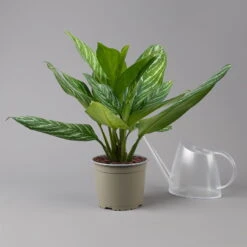 Aglaonema 'Stripes', Topf-Ø 17 Cm, Höhe Ca. 50 Cm -Bio Pflanzen Verkauf 0220108575 Aglaonema Stripes 17cmT H50cm t 126182