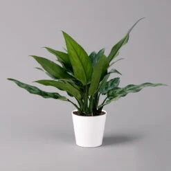 Aglaonema 'Maria', Mit Übertopf Dallas Weiß, Topf-Ø 12 Cm -Bio Pflanzen Verkauf 0220108598 Aglaonema Maria Dallas weiss 14cm f 126191