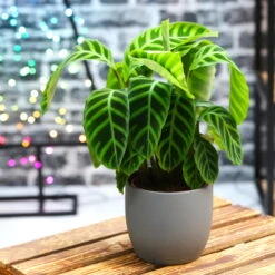 Calathea Zebrina, Topf-Ø 14 Cm, Höhe Ca. 35-45 Cm -Bio Pflanzen Verkauf 0220160007 Calathea zebrina