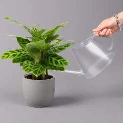 Calathea Zebrina, Topf-Ø 14 Cm, Höhe Ca. 35-45 Cm -Bio Pflanzen Verkauf 0220160007 Calathea zebrina 32