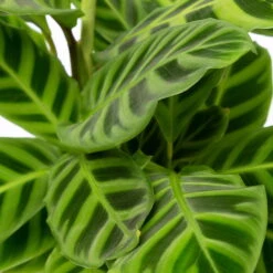 Calathea Zebrina, Topf-Ø 14 Cm, Höhe Ca. 35-45 Cm -Bio Pflanzen Verkauf 0220160007 Calathea zebrina 42