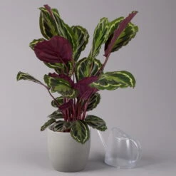 Calathea 'Medallion', Topf-Ø 19 Cm, Höhe Ca. 85 Cm -Bio Pflanzen Verkauf 0220160008 Calathea Medaillon 19cm 3 109549