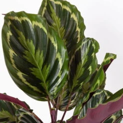 Calathea 'Medallion', Topf-Ø 19 Cm, Höhe Ca. 85 Cm -Bio Pflanzen Verkauf 0220160008 Calathea Medaillon 19cm 4 109550