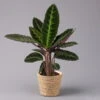 Calathea Warscewiczii Mit Dekokorb Osaka, Topf-Ø 19 Cm. Höhe Ca. 70 Cm