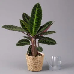 Calathea Warscewiczii Mit Dekokorb Osaka, Topf-Ø 19 Cm. Höhe Ca. 70 Cm -Bio Pflanzen Verkauf 0220160141 Calathea warsc mit Dekokorb Osaka 3