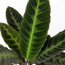 Calathea Warscewiczii Mit Dekokorb Osaka, Topf-Ø 19 Cm. Höhe Ca. 70 Cm -Bio Pflanzen Verkauf 0220160141 Calathea warsc mit Dekokorb Osaka 4