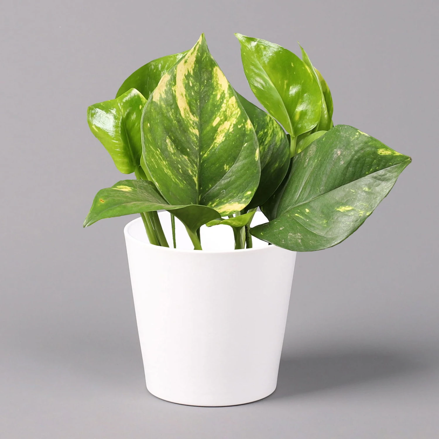 Efeutute Mit Keramiktopf Dallas Weiß, Topf-Ø 12 Cm, Höhe Ca. 15 Cm, 2er-Set 2 Efeutute Mit Keramiktopf Dallas Weiß, Topf-Ø 12 Cm, Höhe Ca. 15 Cm, 2er-Set – Bild 2