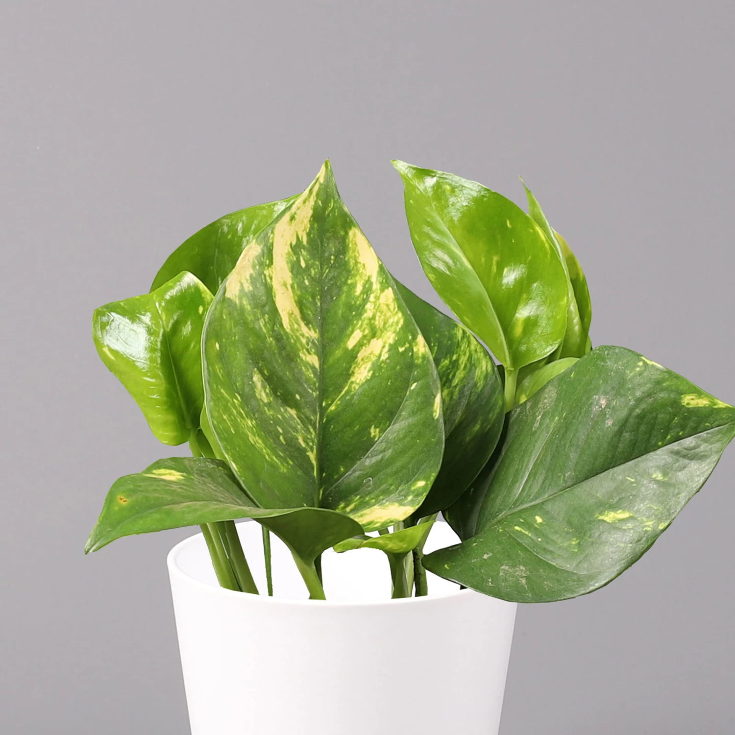 Efeutute Mit Keramiktopf Dallas Weiß, Topf-Ø 12 Cm, Höhe Ca. 15 Cm, 2er-Set 3 Efeutute Mit Keramiktopf Dallas Weiß, Topf-Ø 12 Cm, Höhe Ca. 15 Cm, 2er-Set – Bild 3