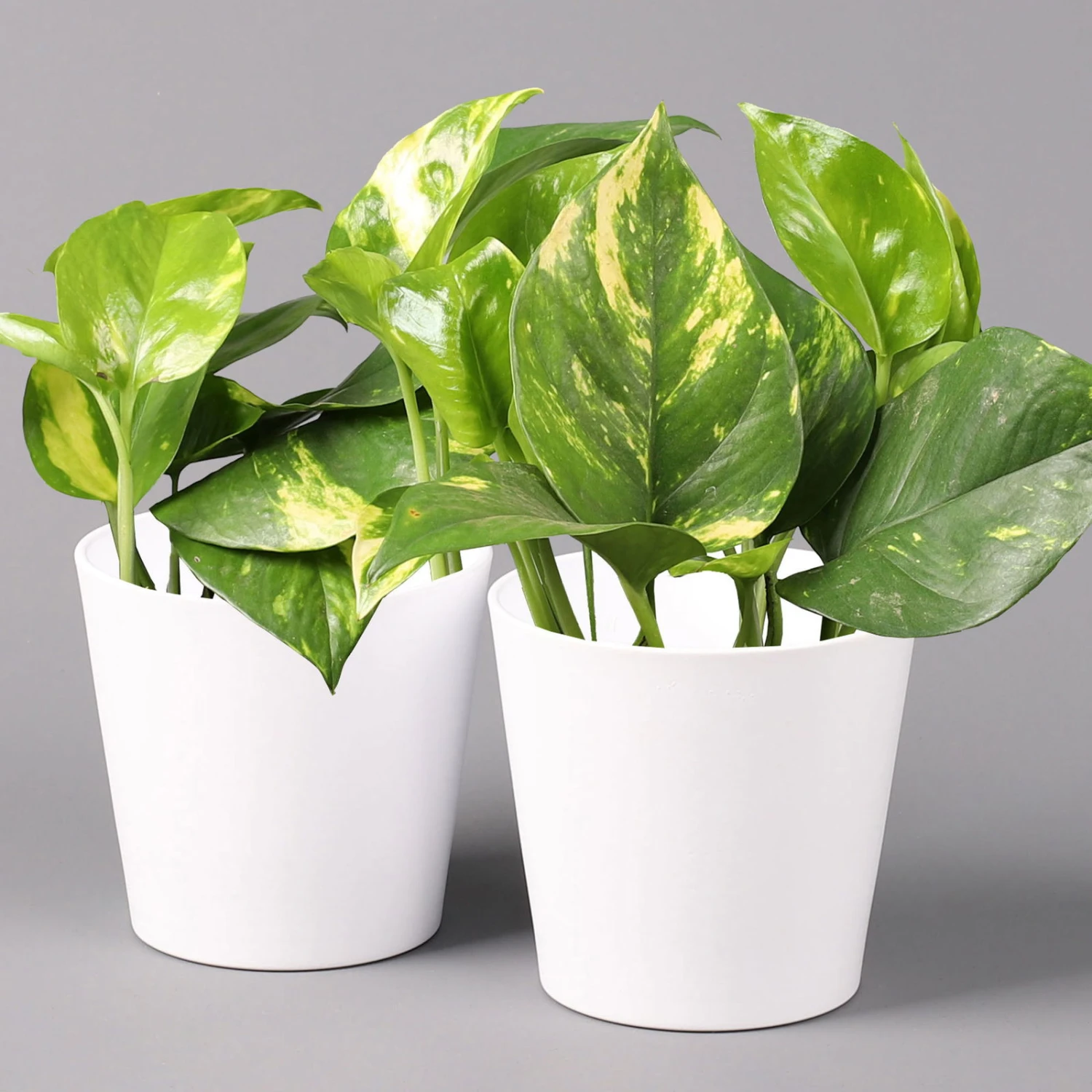 Efeutute Mit Keramiktopf Dallas Weiß, Topf-Ø 12 Cm, Höhe Ca. 15 Cm, 2er-Set 1 Efeutute Mit Keramiktopf Dallas Weiß, Topf-Ø 12 Cm, Höhe Ca. 15 Cm, 2er-Set