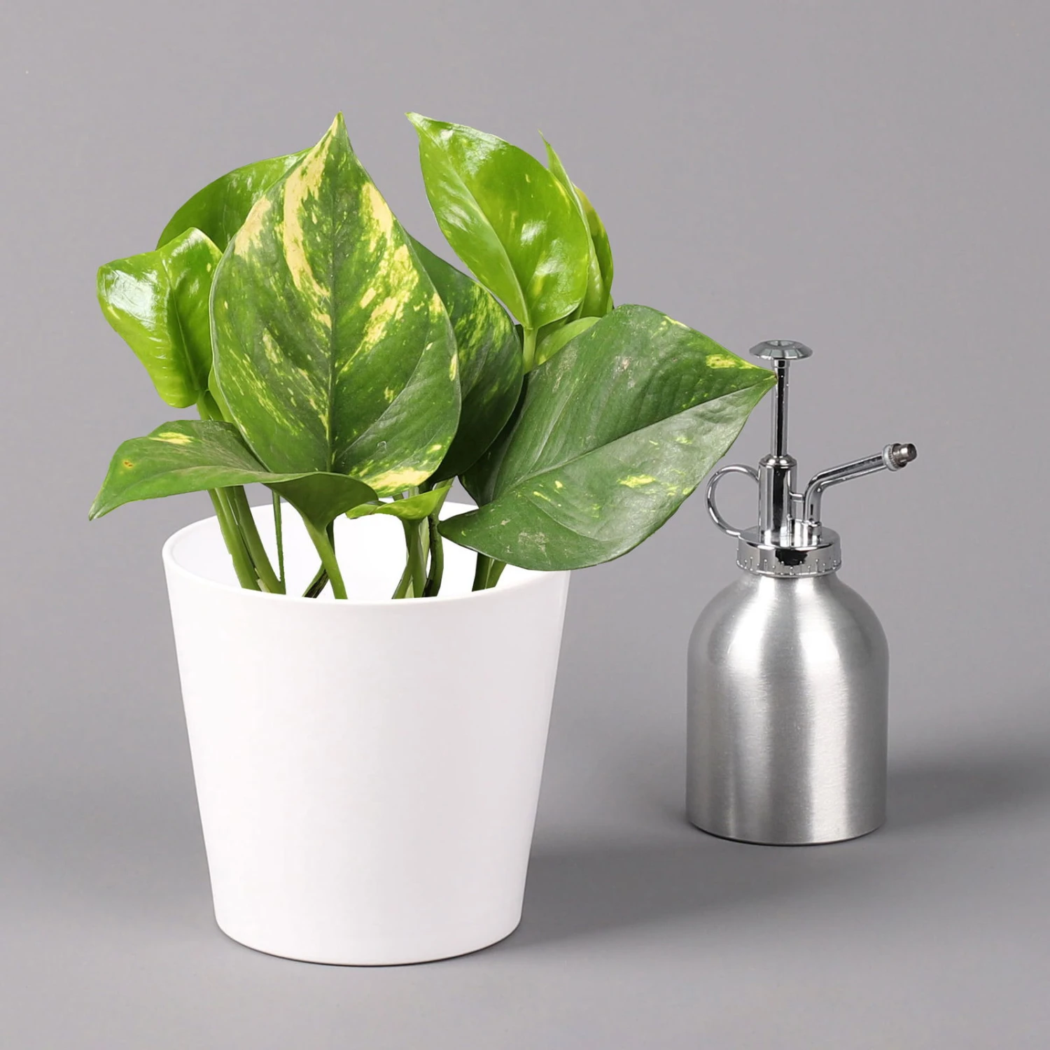 Efeutute Mit Keramiktopf Dallas Weiß, Topf-Ø 12 Cm, Höhe Ca. 15 Cm, 2er-Set 4 Efeutute Mit Keramiktopf Dallas Weiß, Topf-Ø 12 Cm, Höhe Ca. 15 Cm, 2er-Set – Bild 4