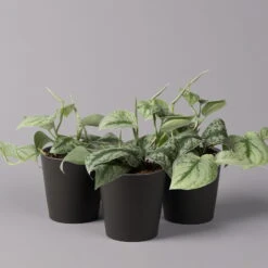 Gefleckte Efeutute 'Trebie' In Keramiktopf Anthrazit, Topf-Ø 12 Cm, 3er-Set