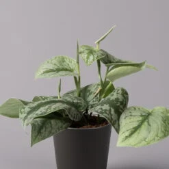 Gefleckte Efeutute 'Trebie' In Keramiktopf Anthrazit, Topf-Ø 12 Cm, 3er-Set -Bio Pflanzen Verkauf 0220180215 Scindapsus pictus Trebie mit Dallas anth 12cm WS 2 1