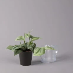 Gefleckte Efeutute 'Trebie' In Keramiktopf Anthrazit, Topf-Ø 12 Cm, 3er-Set -Bio Pflanzen Verkauf 0220180215 Scindapsus pictus Trebie mit Dallas anth 12cm WS 3 1