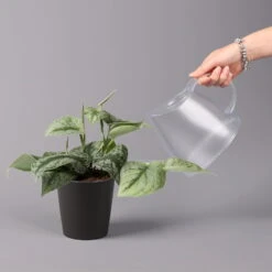 Gefleckte Efeutute 'Trebie' In Keramiktopf Anthrazit, Topf-Ø 12 Cm, 3er-Set -Bio Pflanzen Verkauf 0220180215 Scindapsus pictus Trebie mit Dallas anth 12cm WS 4 1