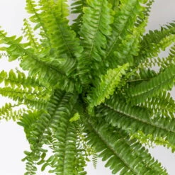 Schwertfarn 'Green Lady' Mit Keramiktopf Dallas Anthrazit, Topf-Ø12cm -Bio Pflanzen Verkauf 0220190136 Nephrolepis exaltata Green Lady 5