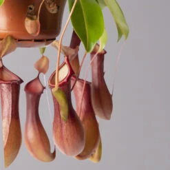 Kannenpflanze, 8-12 Kannen, In Blumenampel, Topf-Ø 14 Cm -Bio Pflanzen Verkauf 0220300229 Nepenthes alata T14 2 grau 116114