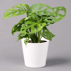 Monstera Adansonii Mit Keramiktopf Weiß, Topf-Ø 12 Cm, Höhe Ca. 25 Cm, 3er-Set -Bio Pflanzen Verkauf 0220350047 Monstera adansonii Dallas weiss 1