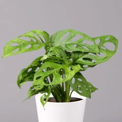 Monstera Adansonii Mit Keramiktopf Weiß, Topf-Ø 12 Cm, Höhe Ca. 25 Cm, 3er-Set -Bio Pflanzen Verkauf 0220350047 Monstera adansonii Dallas weiss 2