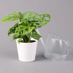Monstera Adansonii Mit Keramiktopf Weiß, Topf-Ø 12 Cm, Höhe Ca. 25 Cm, 3er-Set -Bio Pflanzen Verkauf 0220350047 Monstera adansonii Dallas weiss 3