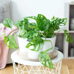 Monstera Adansonii Mit Keramiktopf Weiß, Topf-Ø 12 Cm, Höhe Ca. 25 Cm, 3er-Set