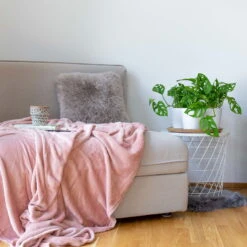 Monstera Adansonii Mit Keramiktopf Weiß, Topf-Ø 12 Cm, Höhe Ca. 25 Cm, 3er-Set -Bio Pflanzen Verkauf 0220350047 Monstera adansonii in Topf Dallas weiss 3er Set Monstera Dallas 22