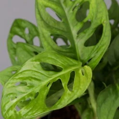 Monstera Adansonii Mit Keramiktopf Dallas Weiß, Topf-Ø 12 Cm, Höhe Ca. 25 Cm -Bio Pflanzen Verkauf 0220350063 Monstera adansonii Dallas weiss 42