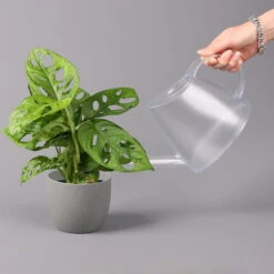 Monstera Adansonii, Topf-Ø 12 Cm, Höhe Ca. 25 Cm -Bio Pflanzen Verkauf 0220350069 Monstera adansonii1 T12 3