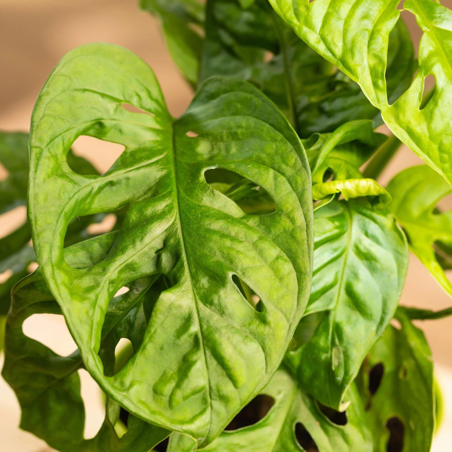 Monstera Adansonii In Übertopf Vibes Blau, Topf-Ø 12 Cm, Höhe Ca. 25 Cm 2 Monstera Adansonii In Übertopf Vibes Blau, Topf-Ø 12 Cm, Höhe Ca. 25 Cm – Bild 2