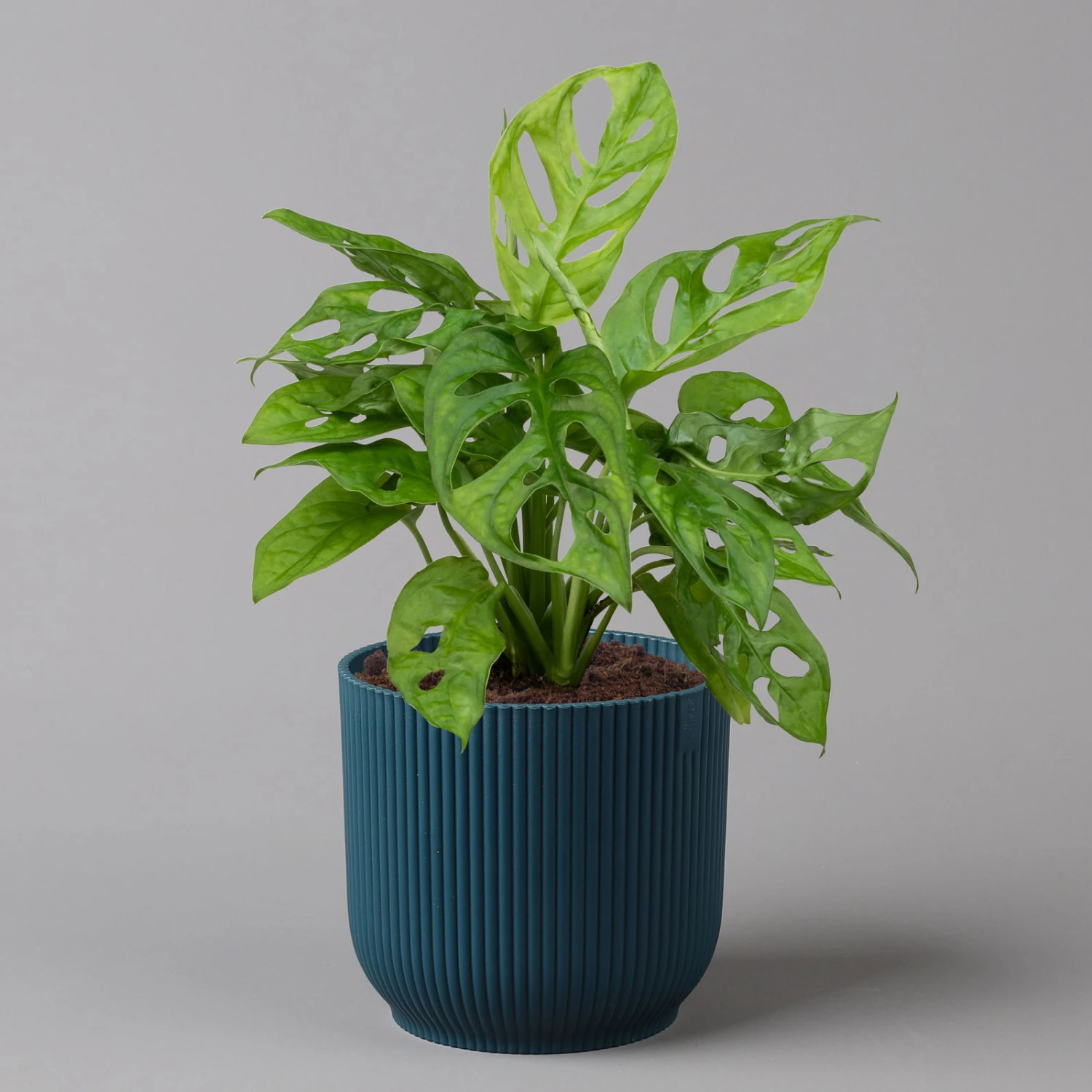 Monstera Adansonii In Übertopf Vibes Blau, Topf-Ø 12 Cm, Höhe Ca. 25 Cm 1 Monstera Adansonii In Übertopf Vibes Blau, Topf-Ø 12 Cm, Höhe Ca. 25 Cm