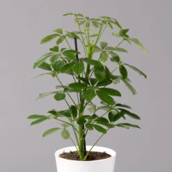 Strahlenaralie 'Nora' Inkl. Übertopf Dallas Weiß, Topf-Ø 13 Cm, 3er-Set -Bio Pflanzen Verkauf 0220550536 Schefflera Nora im Topf Dallas weiss 2