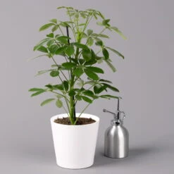 Strahlenaralie 'Nora' Inkl. Übertopf Dallas Weiß, Topf-Ø 13 Cm, 3er-Set -Bio Pflanzen Verkauf 0220550536 Schefflera Nora im Topf Dallas weiss 3