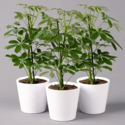 Strahlenaralie 'Nora' Inkl. Übertopf Dallas Weiß, Topf-Ø 13 Cm, 3er-Set