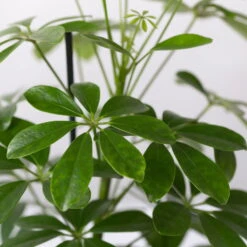 Strahlenaralie 'Nora' Inkl. Übertopf Dallas Weiß, Topf-Ø 13 Cm, 3er-Set -Bio Pflanzen Verkauf 0220550536 Schefflera Nora im Topf Dallas weiss 4