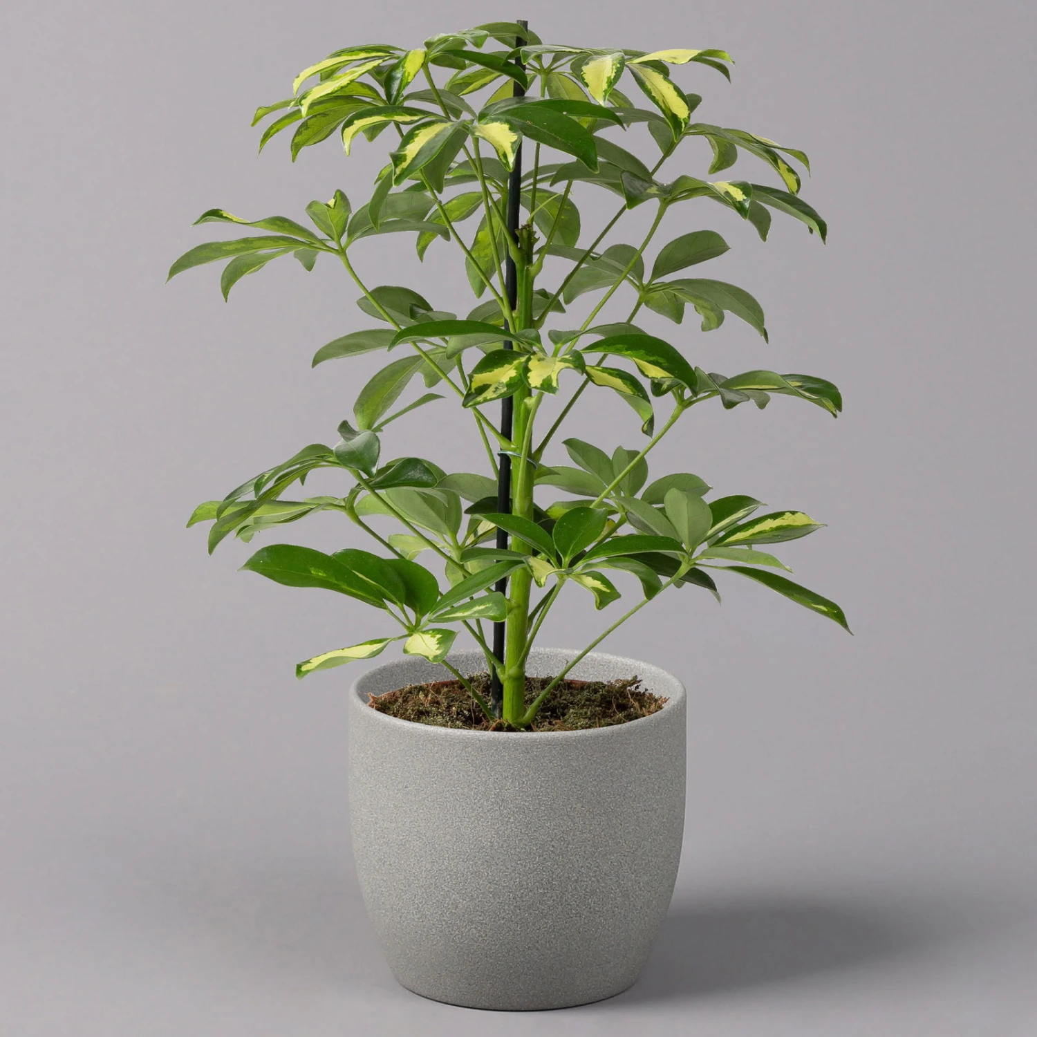 Strahlenaralie 'Gerda', Topf-Ø 13 Cm, Höhe Ca. 55 Cm, 3er-Set 2 Strahlenaralie 'Gerda', Topf-Ø 13 Cm, Höhe Ca. 55 Cm, 3er-Set – Bild 2