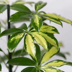 Strahlenaralie 'Gerda', Topf-Ø 13 Cm, Höhe Ca. 55 Cm, 3er-Set 11 Strahlenaralie 'Gerda', Topf-Ø 13 Cm, Höhe Ca. 55 Cm, 3er-Set -Bio Pflanzen Verkauf 0220550555 Schefflera ar Gerda 3er Set 13cm WS 42