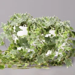 Hedera Helix 'Variegata' In Keramiktopf Dallas Weiß, Topf-Ø 12/13 Cm, 2er-Set