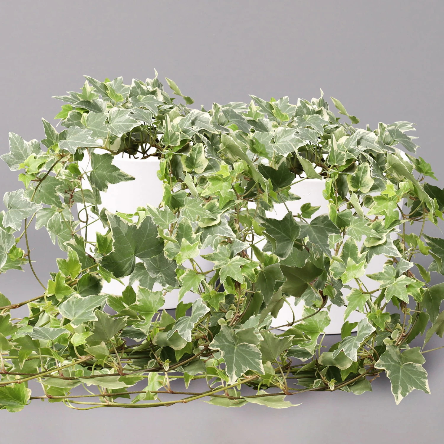 Hedera Helix 'Variegata' In Keramiktopf Dallas Weiß, Topf-Ø 12/13 Cm, 2er-Set 1 Hedera Helix 'Variegata' In Keramiktopf Dallas Weiß, Topf-Ø 12/13 Cm, 2er-Set