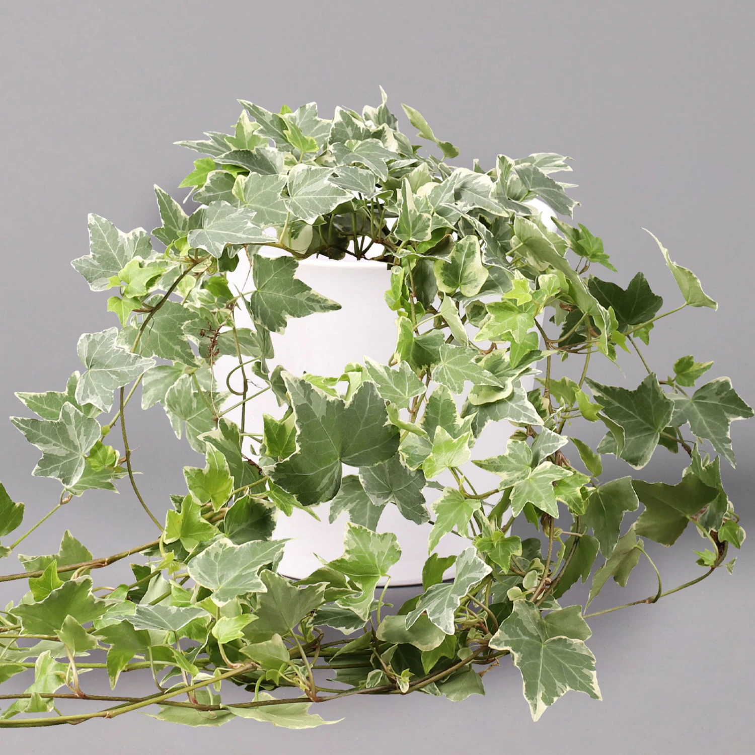 Hedera Helix 'Variegata' In Keramiktopf Dallas Weiß, Topf-Ø 12/13 Cm, 2er-Set 2 Hedera Helix 'Variegata' In Keramiktopf Dallas Weiß, Topf-Ø 12/13 Cm, 2er-Set – Bild 2