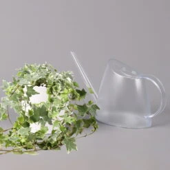 Hedera Helix 'Variegata' In Keramiktopf Dallas Weiß, Topf-Ø 12/13 Cm, 2er-Set 11 Hedera Helix 'Variegata' In Keramiktopf Dallas Weiß, Topf-Ø 12/13 Cm, 2er-Set -Bio Pflanzen Verkauf 0220650237 Hedera weissbunt in Topf Dallas weiss 3