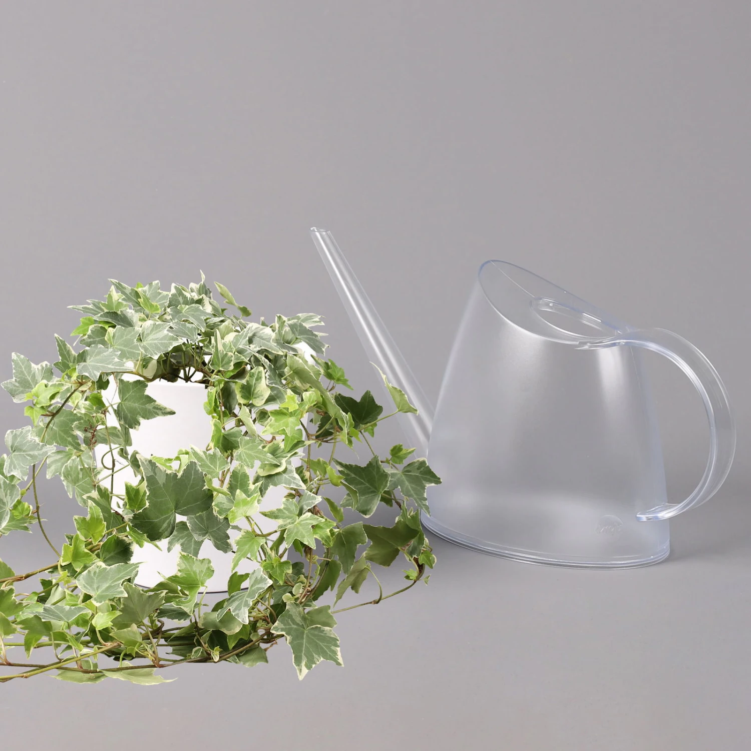 Hedera Helix 'Variegata' In Keramiktopf Dallas Weiß, Topf-Ø 12/13 Cm, 2er-Set 4 Hedera Helix 'Variegata' In Keramiktopf Dallas Weiß, Topf-Ø 12/13 Cm, 2er-Set – Bild 4