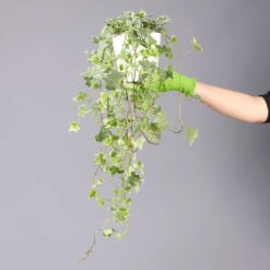 Hedera Helix 'Variegata' In Keramiktopf Dallas Weiß, Topf-Ø 12/13 Cm, 2er-Set 12 Hedera Helix 'Variegata' In Keramiktopf Dallas Weiß, Topf-Ø 12/13 Cm, 2er-Set -Bio Pflanzen Verkauf 0220650237 Hedera weissbunt in Topf Dallas weiss 8