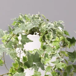 Hedera Helix 'Variegata' In Keramiktopf Dallas Weiß, Topf-Ø 12/13 Cm, 2er-Set 10 Hedera Helix 'Variegata' In Keramiktopf Dallas Weiß, Topf-Ø 12/13 Cm, 2er-Set -Bio Pflanzen Verkauf 0220650237 Hedera weissbunt in Topf Dallas weiss 2 108004