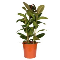Gummibaum 'Robusta', Topf-Ø 27 Cm, Höhe Ca. 90 Cm 8 Gummibaum 'Robusta', Topf-Ø 27 Cm, Höhe Ca. 90 Cm -Bio Pflanzen Verkauf 0220750774 Ficus elastica Robusta 27cm Topf Hoehe 90cm 2