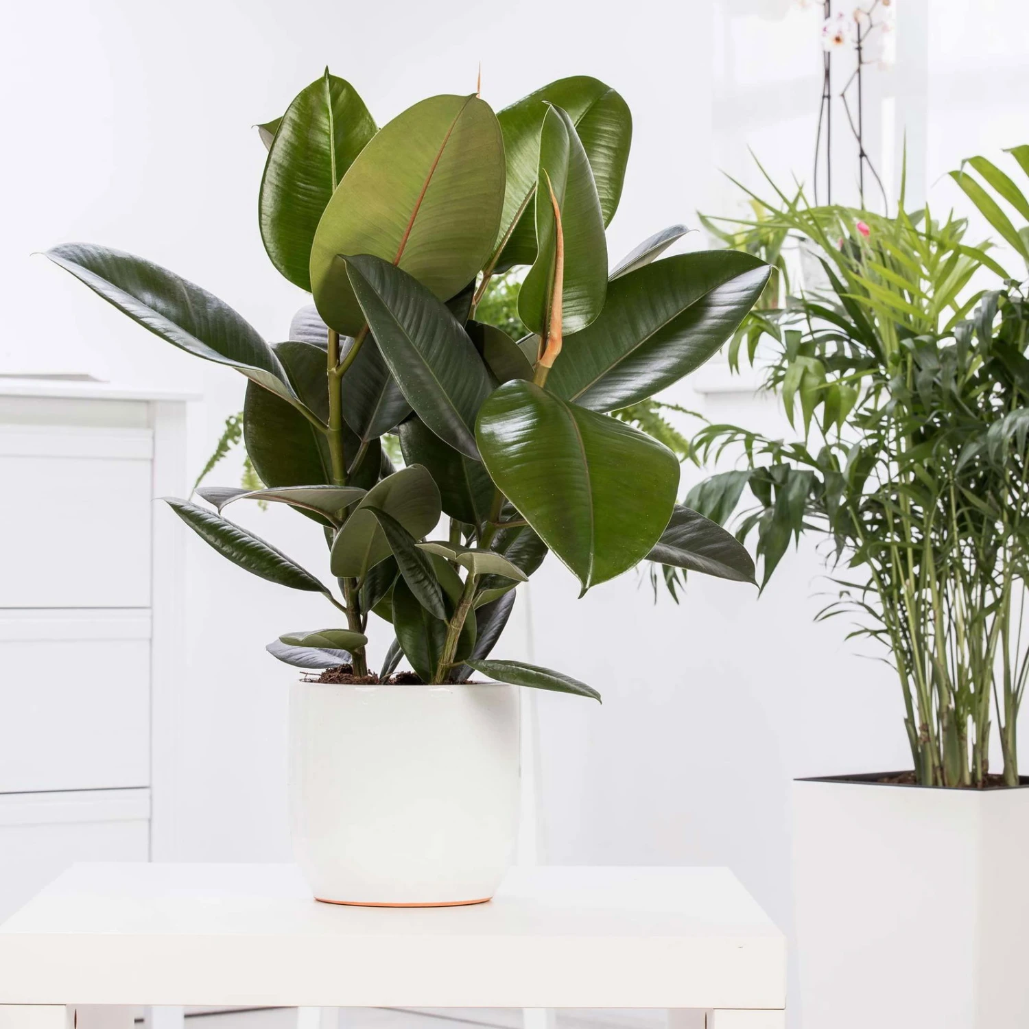 Gummibaum 'Robusta', Topf-Ø 27 Cm, Höhe Ca. 90 Cm 1 Gummibaum 'Robusta', Topf-Ø 27 Cm, Höhe Ca. 90 Cm